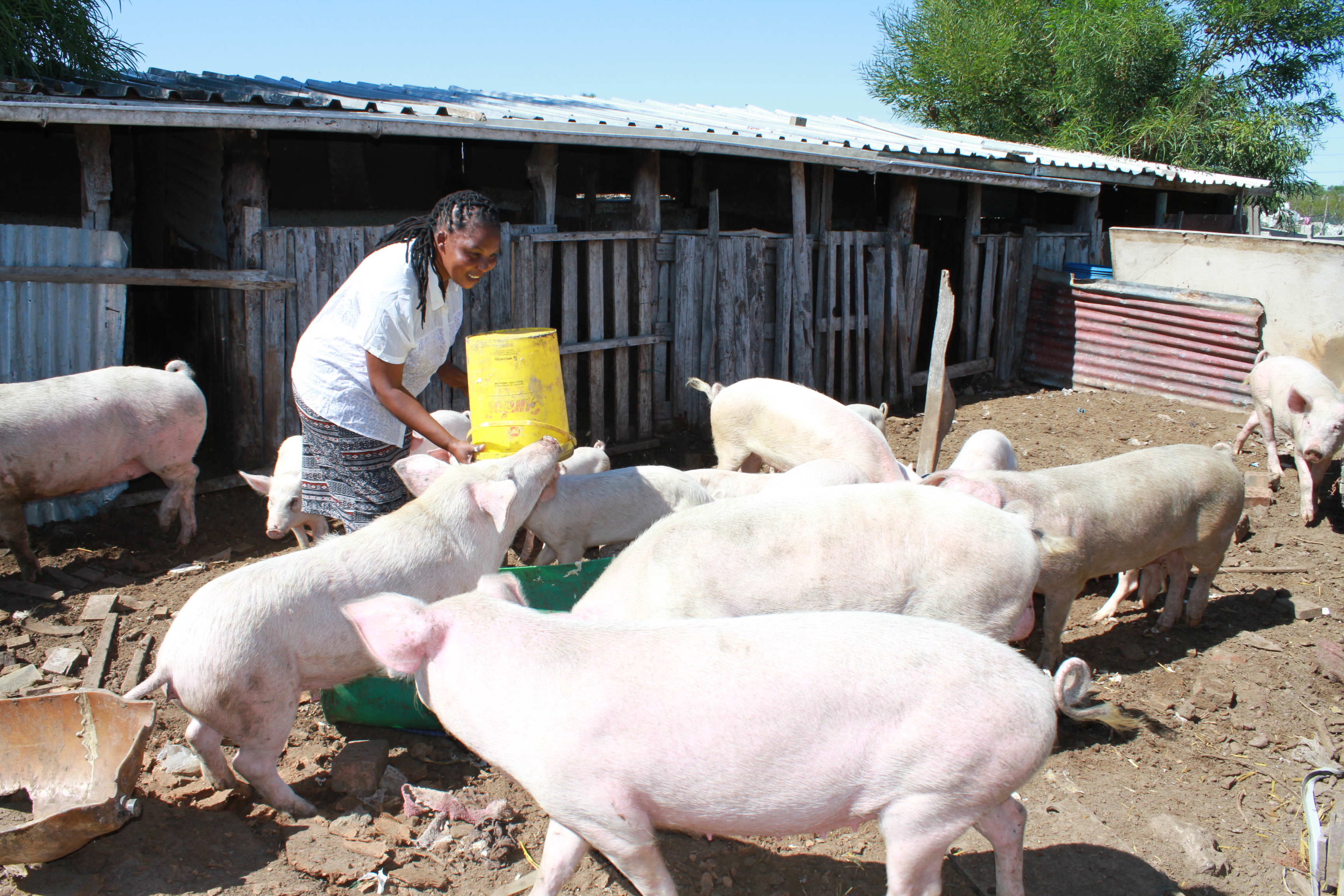 from-security-guard-to-successful-pig-farmer-groundup